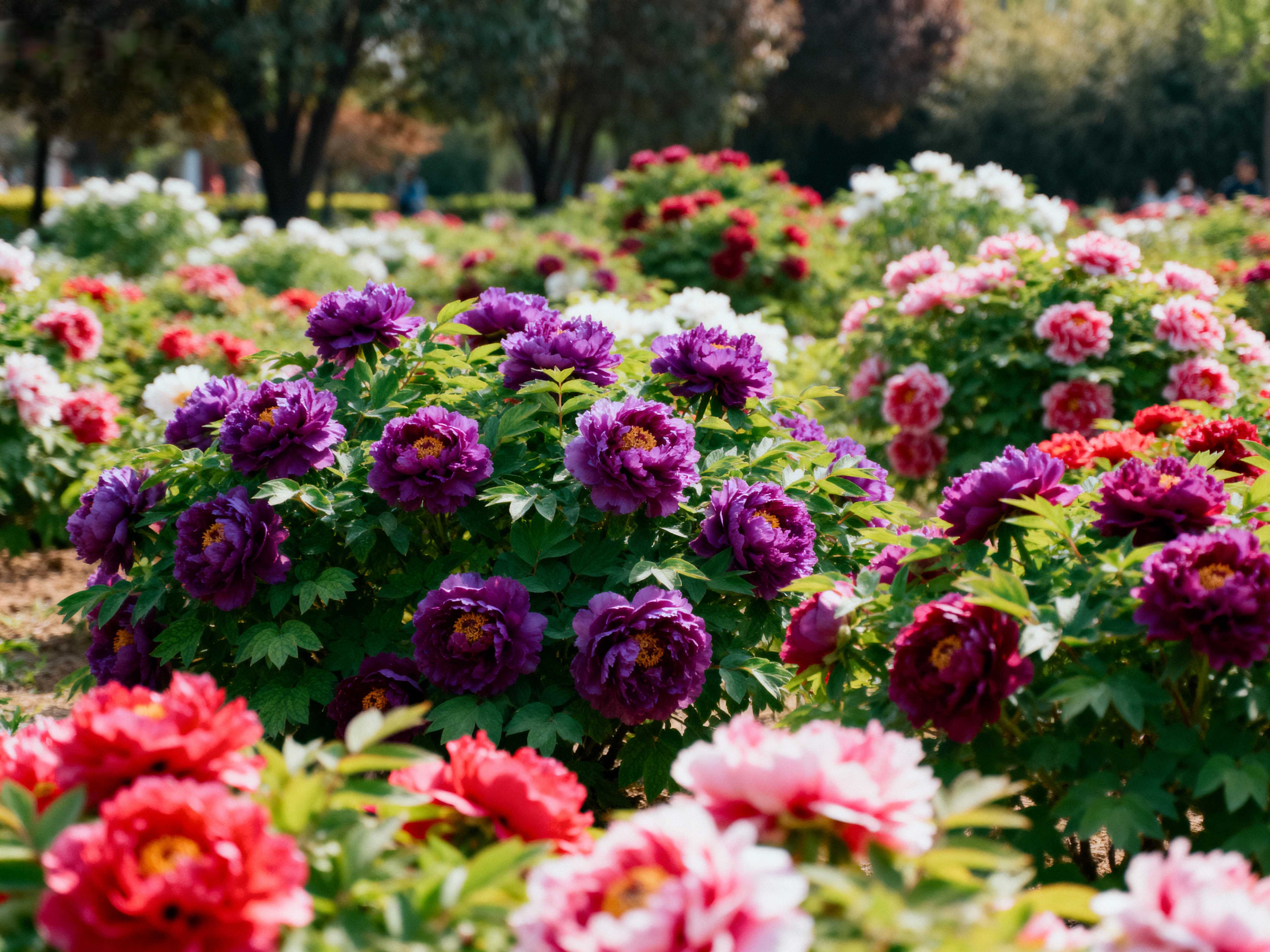 Luoyang Peony Garden - Top attraction in Luoyang, China travel guide for Western visitors
