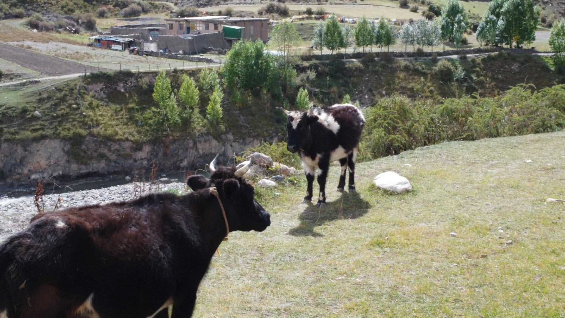 1764035289104 4oy9qi